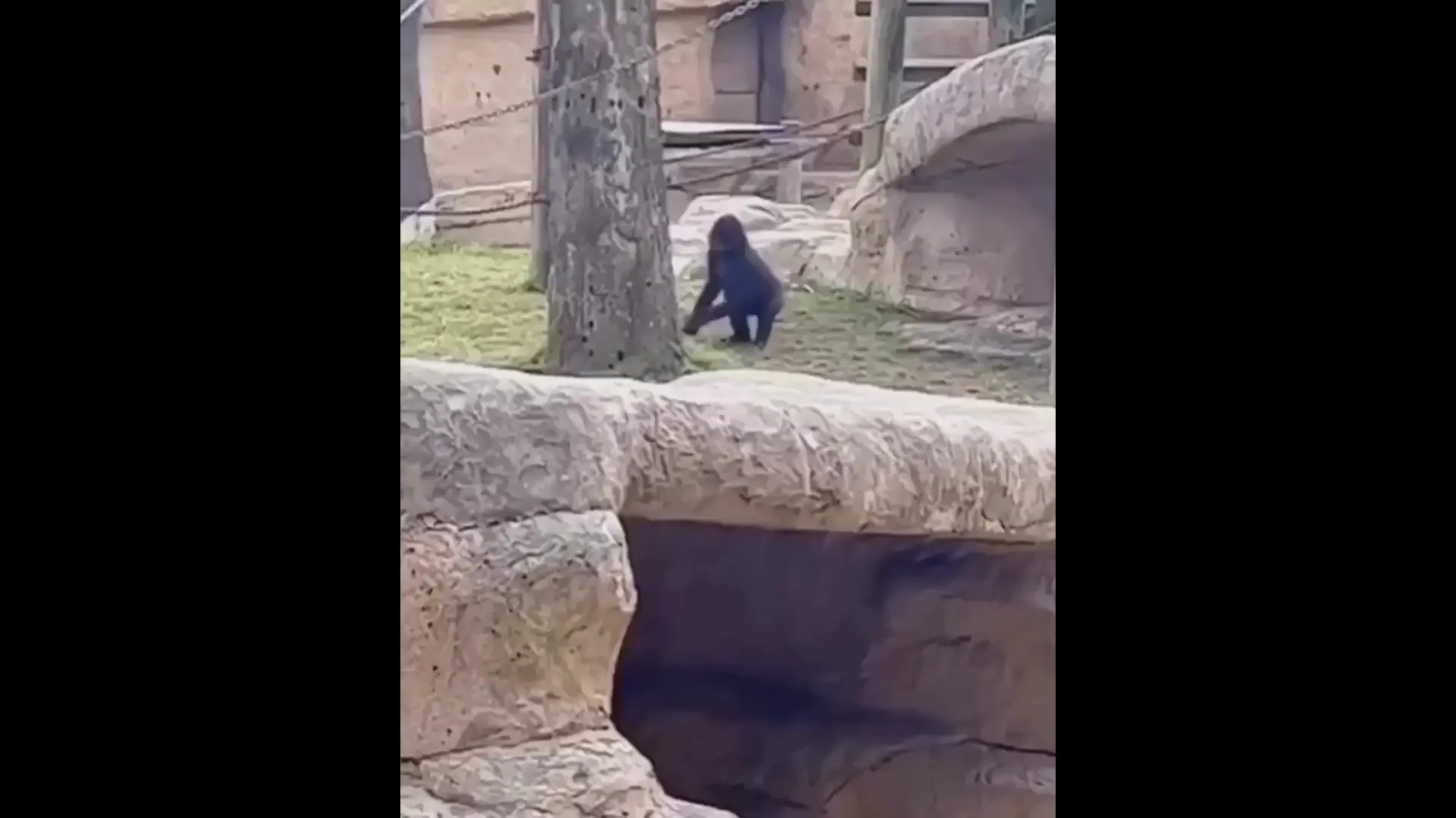 That walk of shame back to safety looks very familiar...