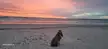 The Basset Before The Storm 