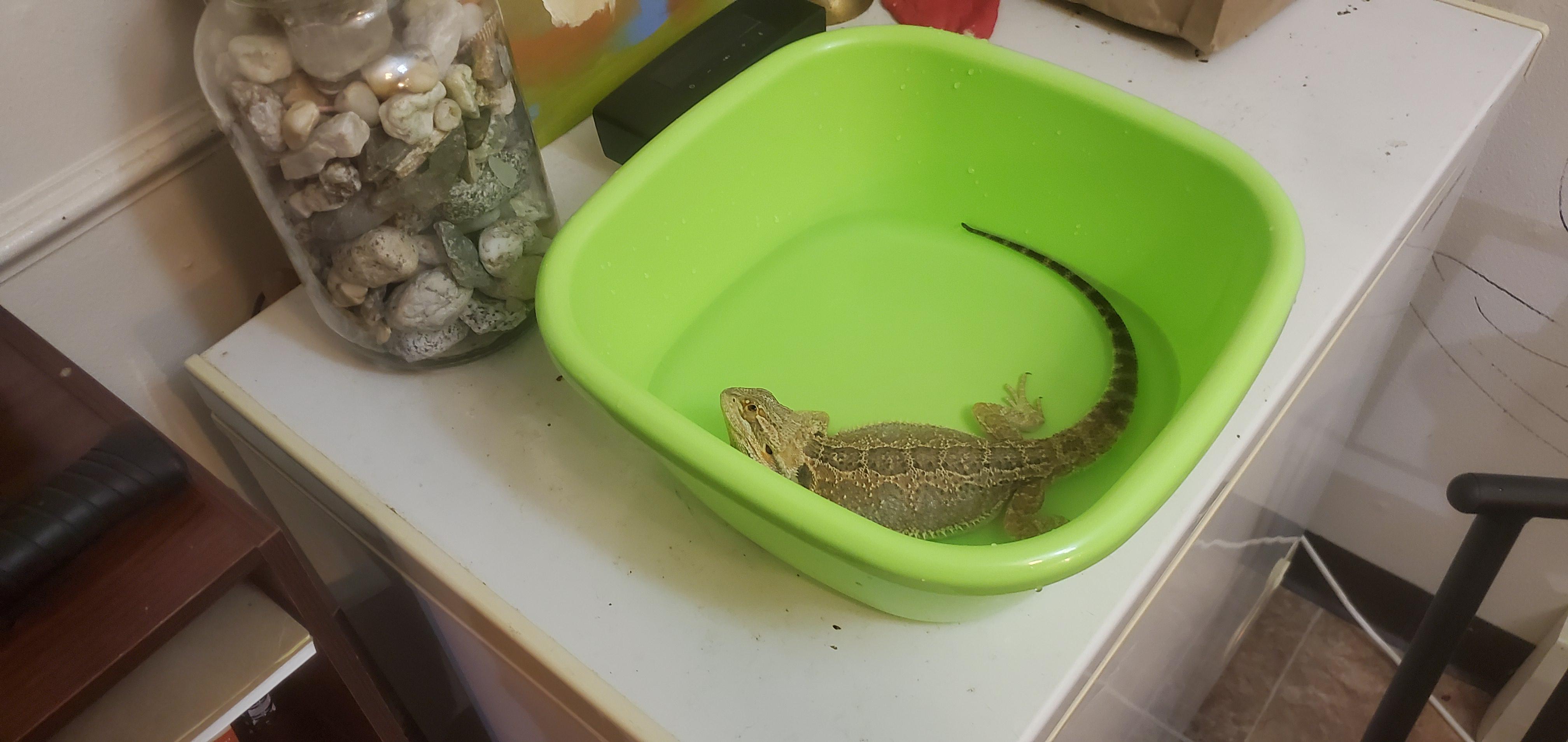 the-beardie-stinkeye-deluxe-aka-get-me-out-of-the-bath-oc-scrolller