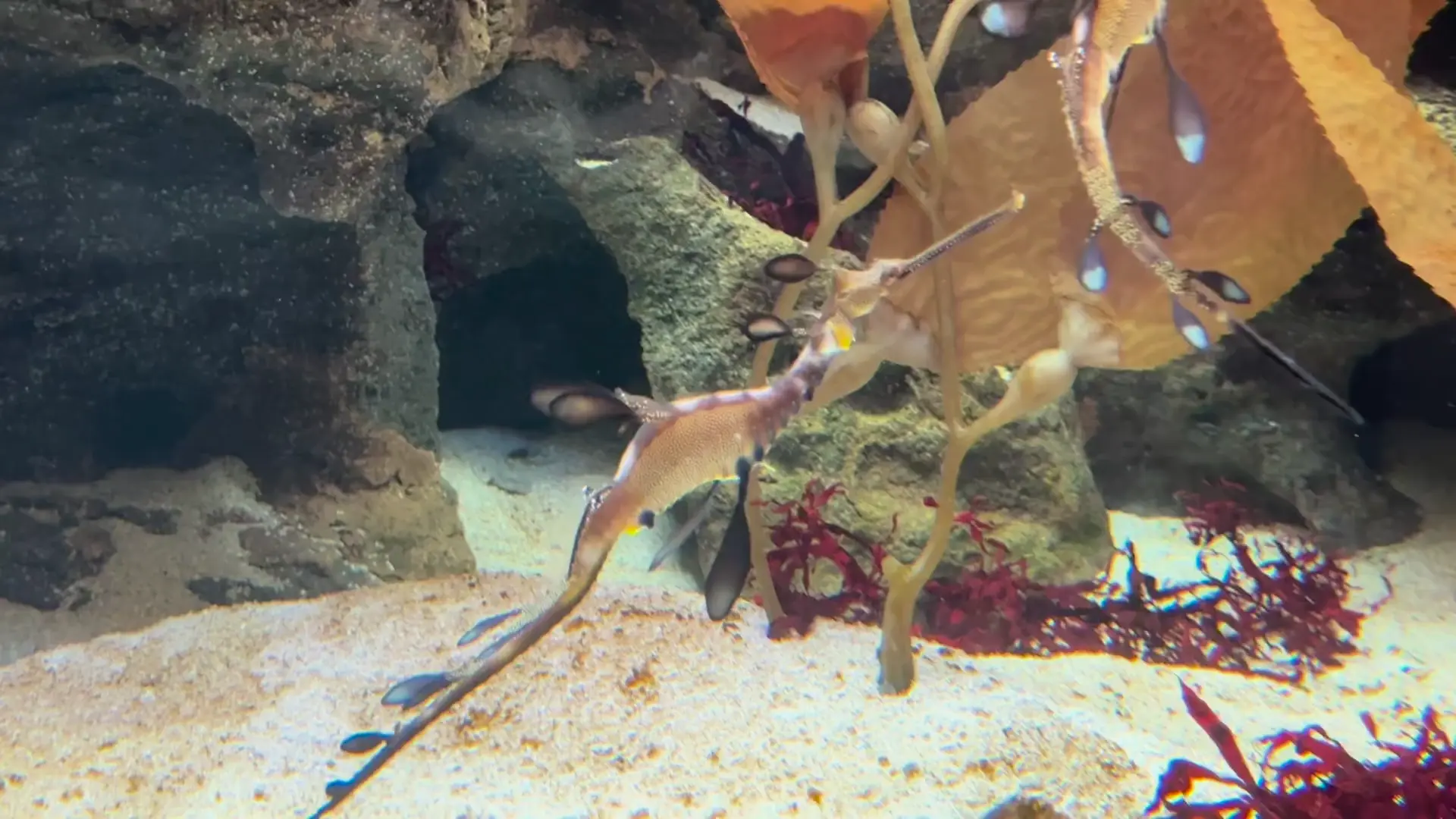 The beautiful Common Seadragon (Phyllopteryx taeniolatus) 