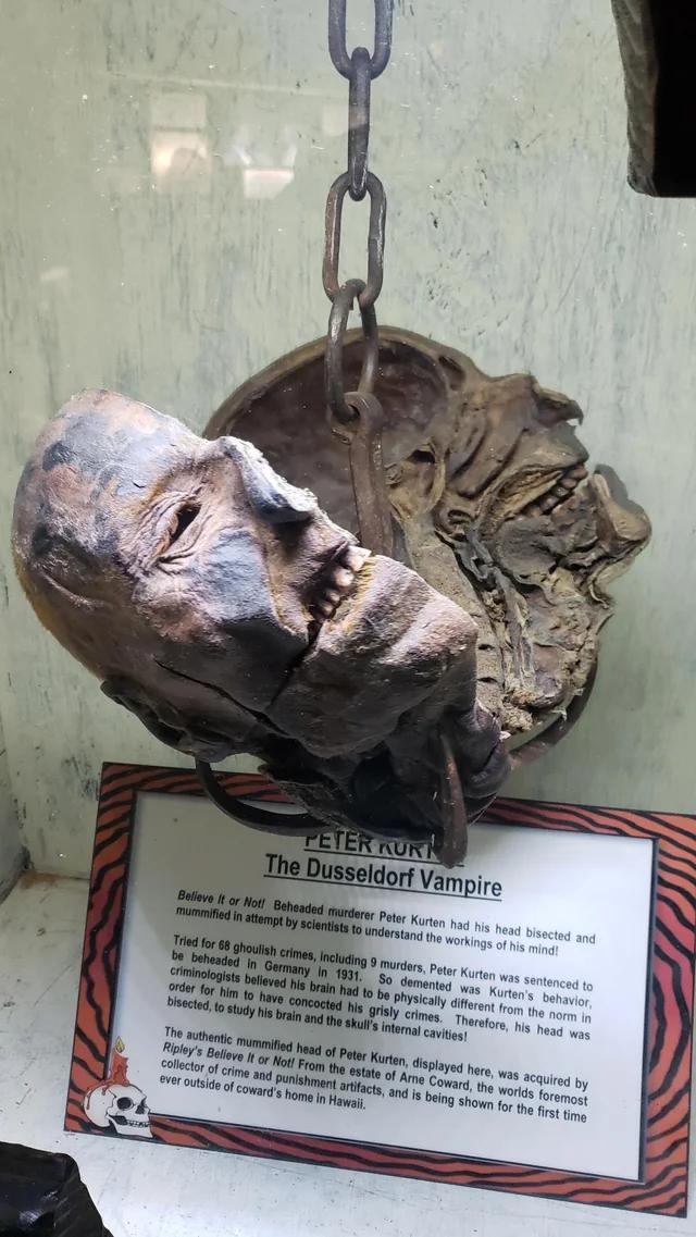 The bisected and mummified head of Peter Kürten, the serial killer known as "The Vampire of Düsseldorf" due to his tendency to drink the blood from his victims’ wounds[2268x4032]