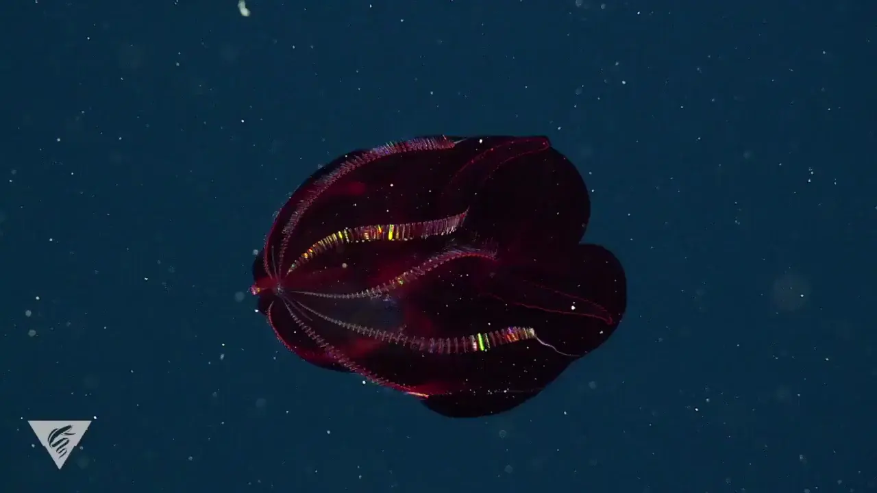 The bloody-belly comb jelly moves through the deep sea by beating its, hair-like cilia. It was first discovered in 1979, and scientifically classified in 2001. Its deep red color helps it hide from predators in the dark mesopelagic zone where only 1% of light from the surface reaches.