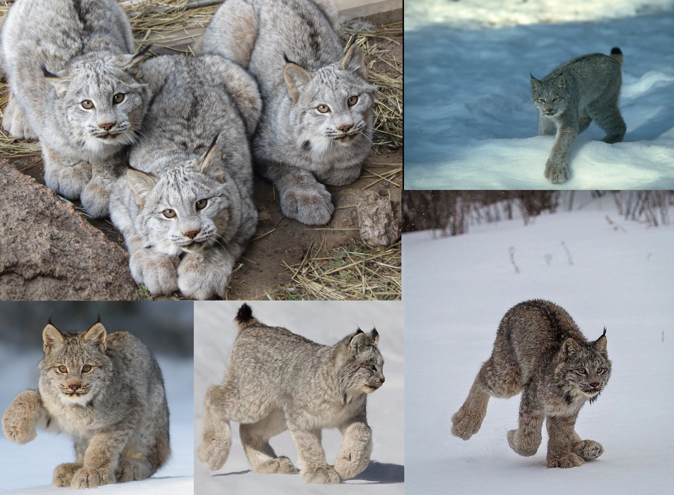 Discover more like Awwducational: The Canadian Lynx is medium sized cat ...