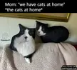 The Cat At Home