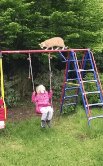 The cat knew she fucked up