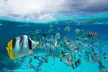 The climate crisis threatens the lives of marine organisms in the ocean .