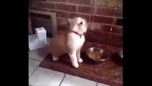 The Conductor of Orchestra 