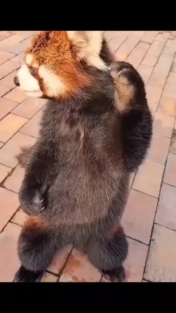 Discover more like Redpandas: The cute panda do not was hairstyle get ...