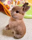 The Cutest Little Bunny.