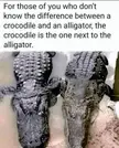 The difference between a krokodile and an Aligator