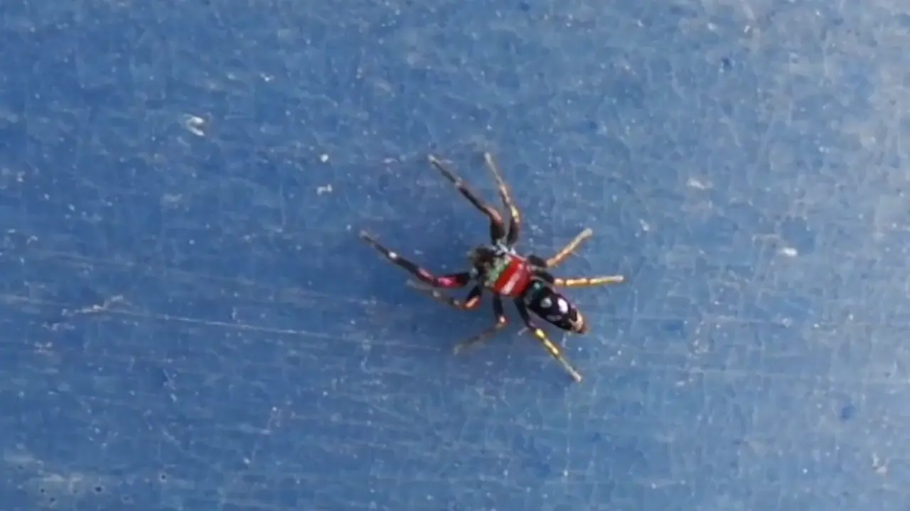 The Elegant Golden Jumping Spider