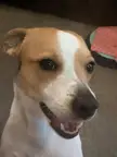 The face of a dog who accidentally got two breakfasts this morning