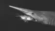 The Goblin Shark