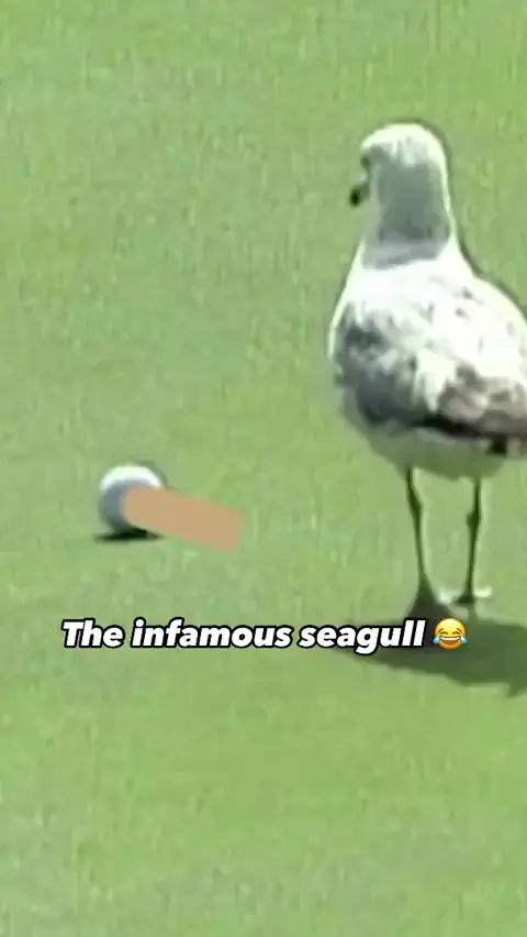 The infamous seagull