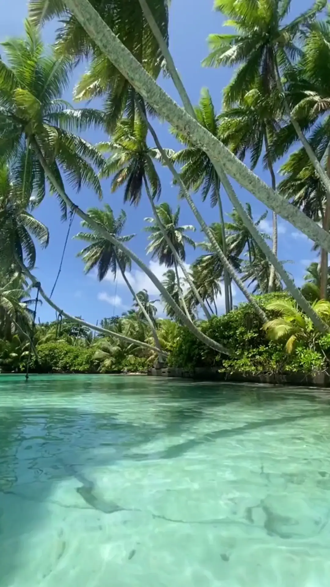 The isolated palmyra atoll 