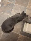 The it's to early almost loaf. 