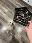the kid is waiting for the food