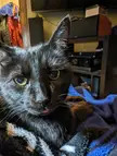 The last blep