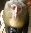 Anyone else think this monkey looks kinda like Richard?