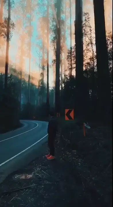 The light through the trees