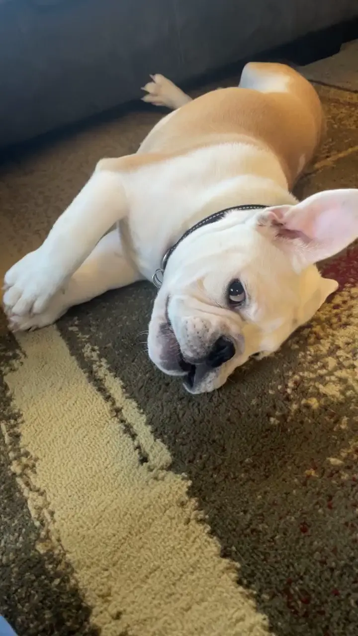 The look before the attack 👀