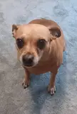The look Pepperoni gives us when she smells beef and can't have any. 