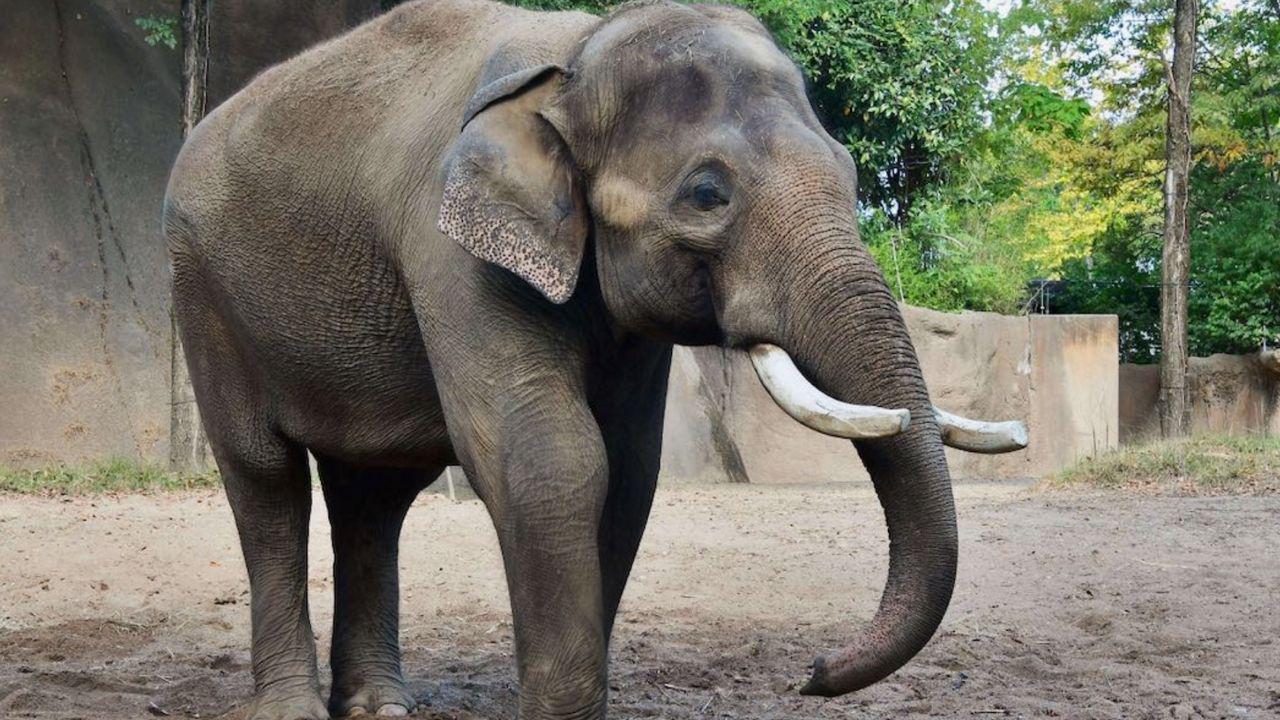 The Mandla Elephant - In the late 1800s a bull Asian Elephant went on a months long rampage in India and killed 40 people as it made its way south. 