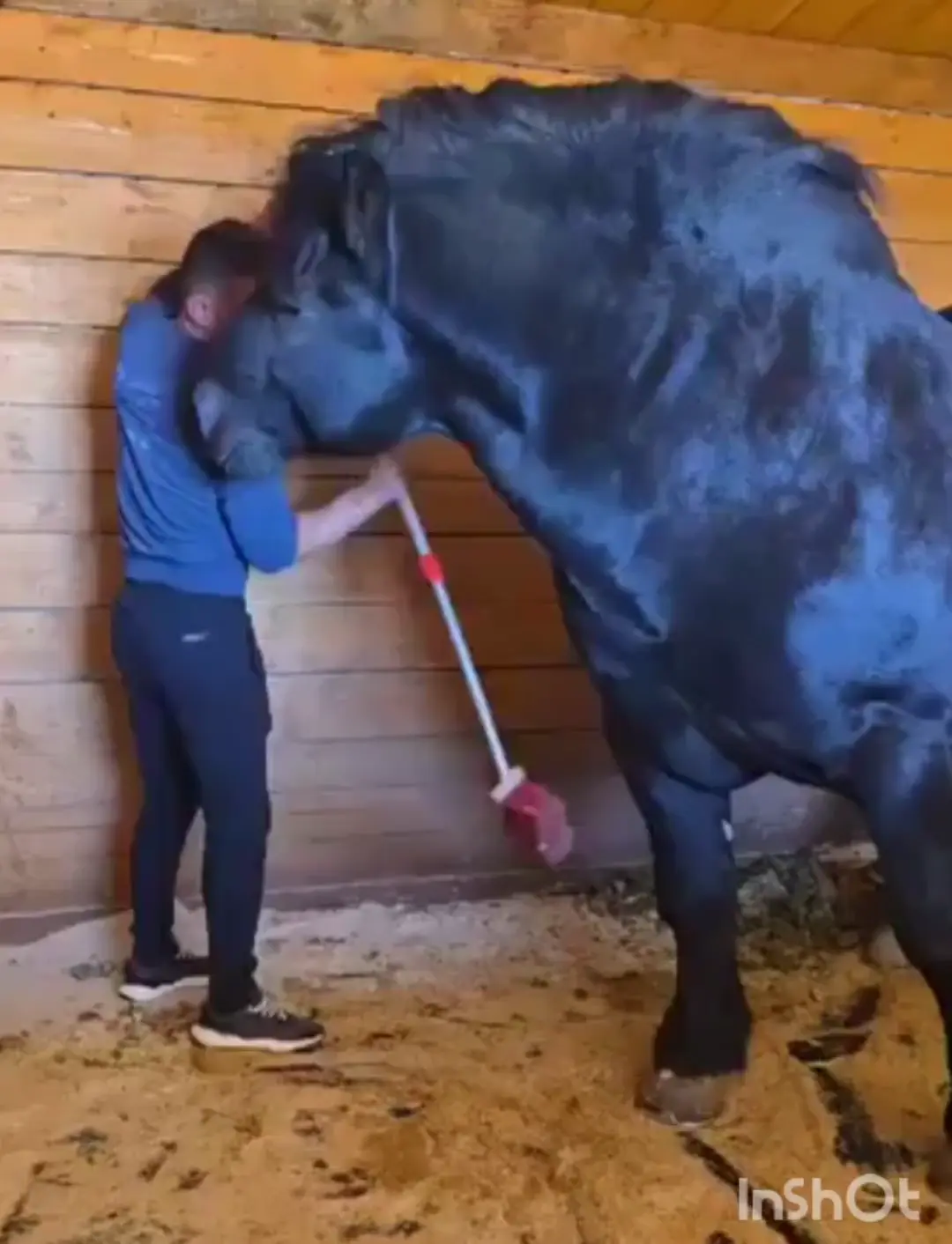 The Međimurje / Muraközi Horse never skips neck / leg day (but is remarkably gentle)