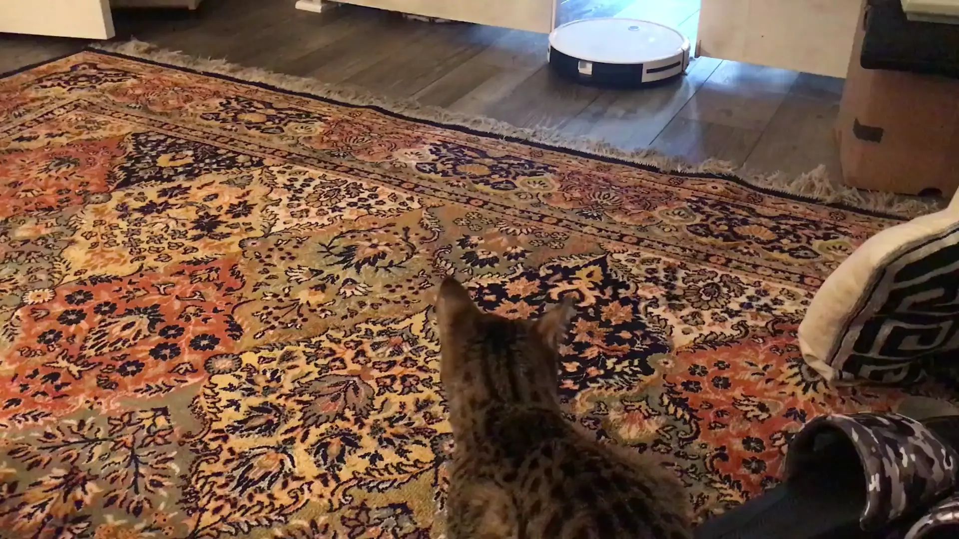 The meow at the end.