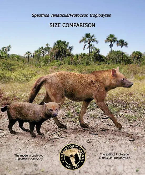 Bush Wolves The modern fox-sized bush dog, the only surviving pack-hunting ...
