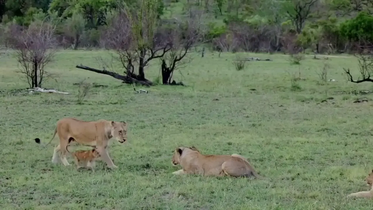 The moment when a dominant lion reunites with all his girls and their babies
