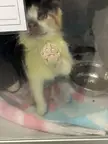 The most perfect ringworm jelly bean toes