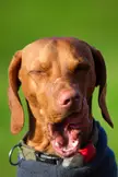 vizsla