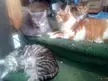The orange one is no longer with us rip I hate saying good bye