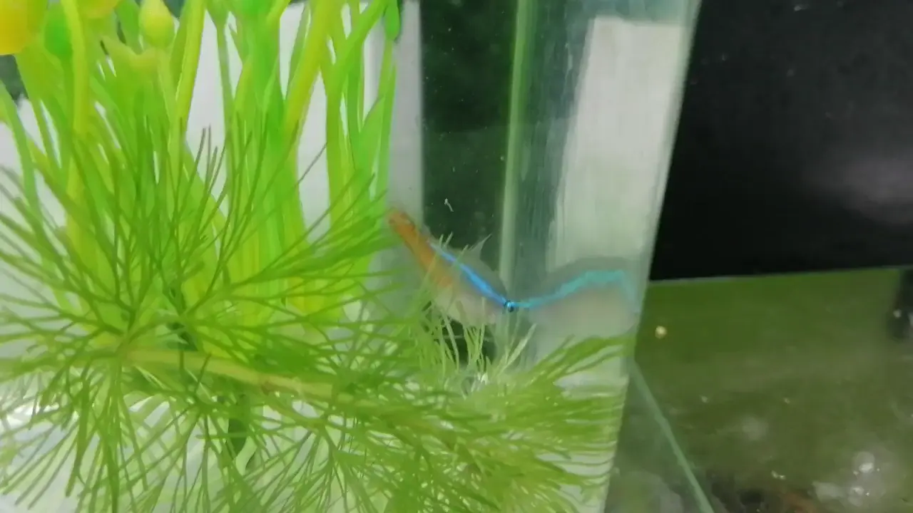 The pair is in isolation tank. I've noticed that one of them is a lot bigger than the others. My dad said that it's pregnant but when I fed them some grindals, only one of them ate. I worried that it is sick instead. Can anyone confirm?