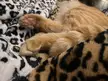 The pinkest jellybeans