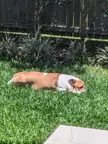 The rare Australian potato snake. Their farts are known to be extremely deadly.