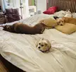 The real purpose of a top sheet. 