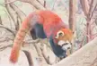 The Red Panda That Goes Blep by me, coloured pencils