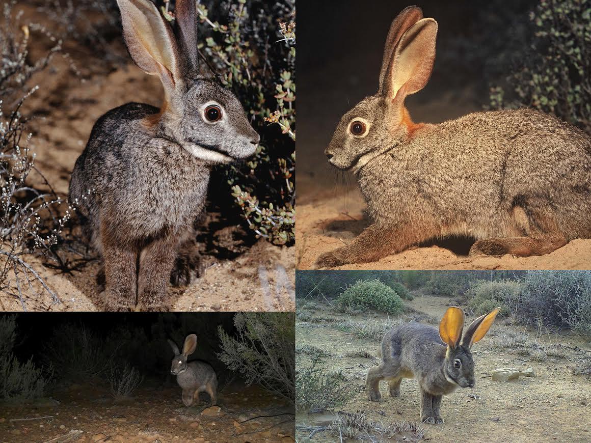 The riverine rabbit is among the rarest rabbit species in the world ...