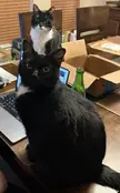 The scene as my wife tries to work from home 