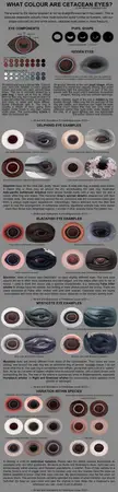 The shapes and colors of the eyes of various cetaceans