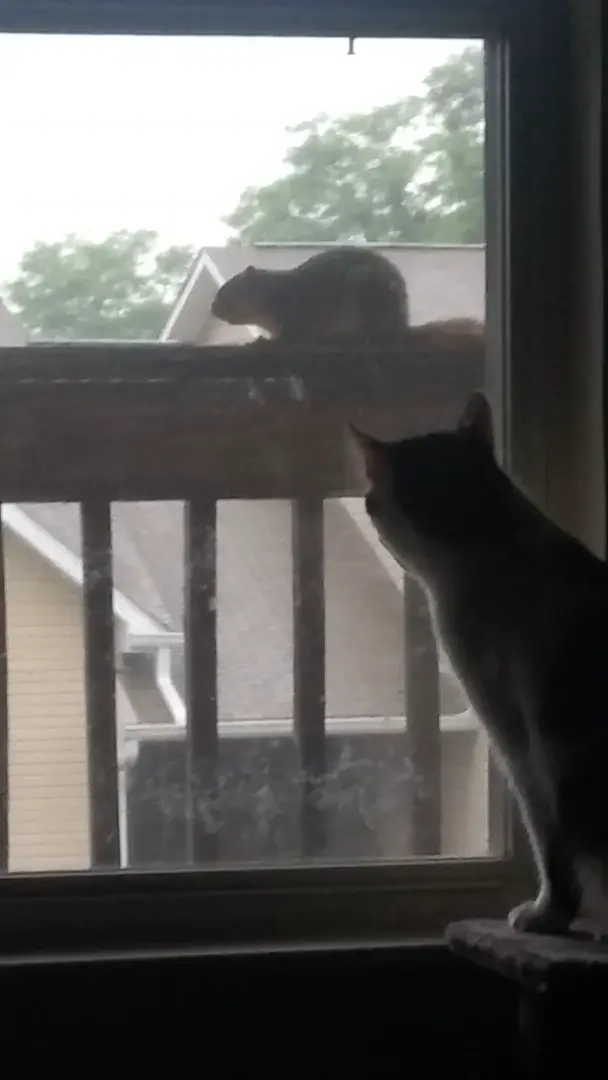 The Softest Attack Plan Ever