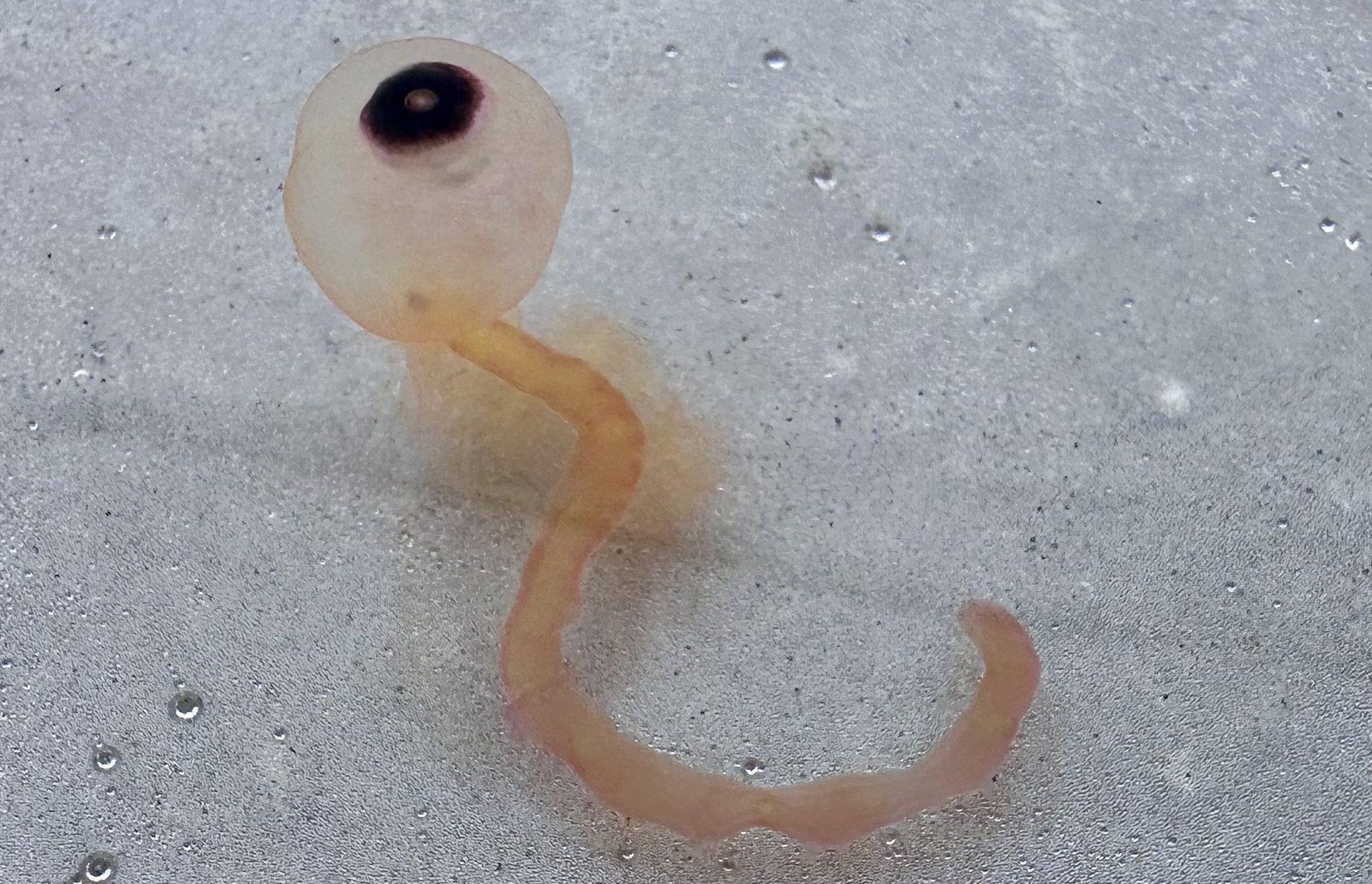 The "Spaghetti Monster" siphonophore, Bathyphysa Conifera, a relative of the Portuguese Man'O'War