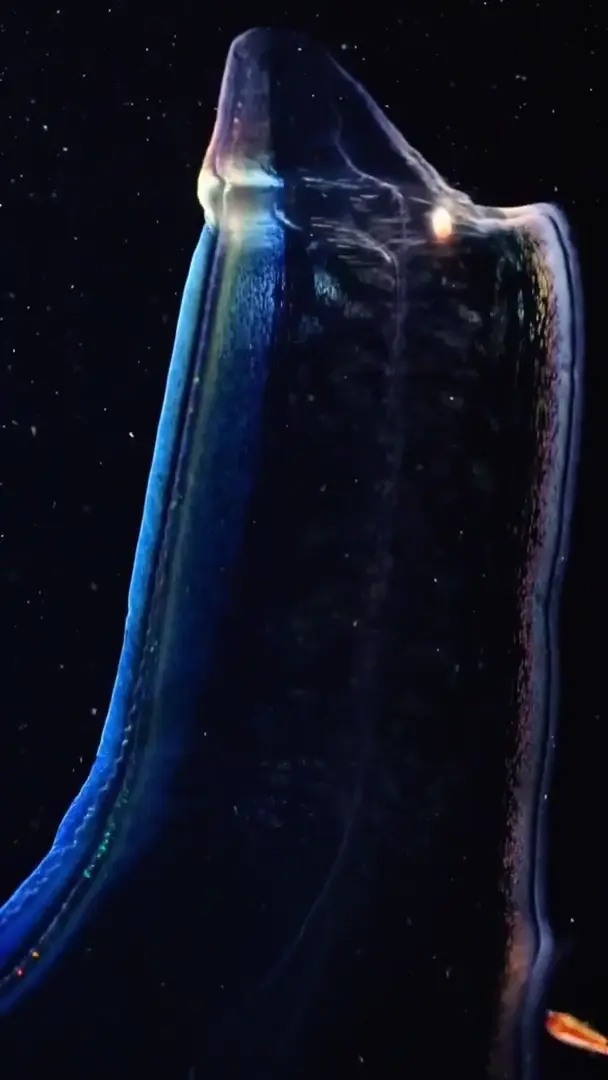 The Venus Girdle, a species of comb jelly that resembles transparent ribbons with iridescent edges. They may grow up to a metre in total length. Canals run the length of the ribbon in which bioluminesce activates when disturbed.