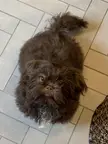The very good boy let me trim his pretty face 