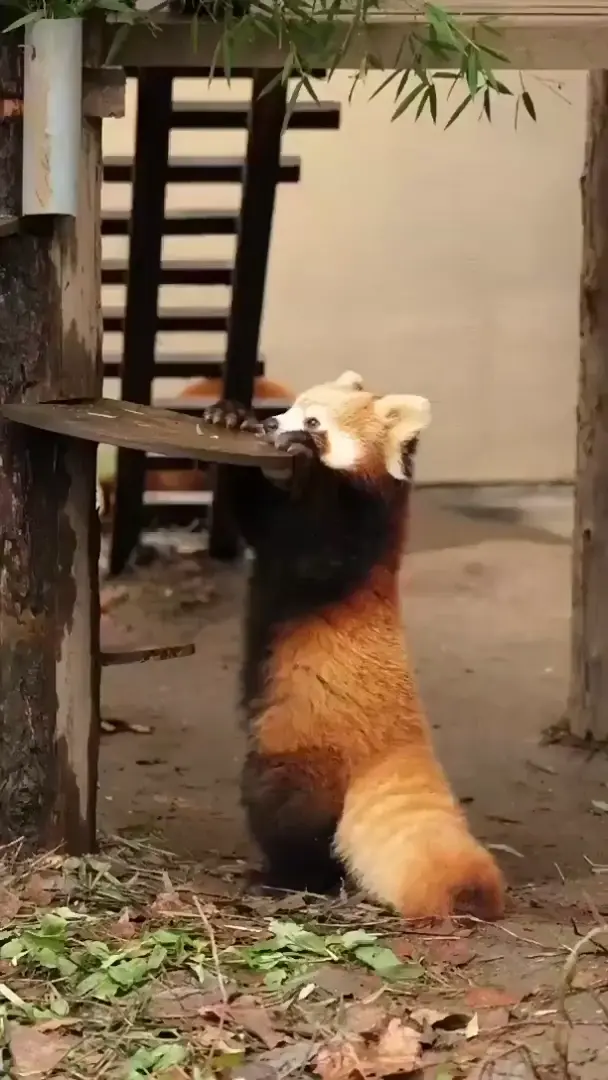 their tails are so fluffy