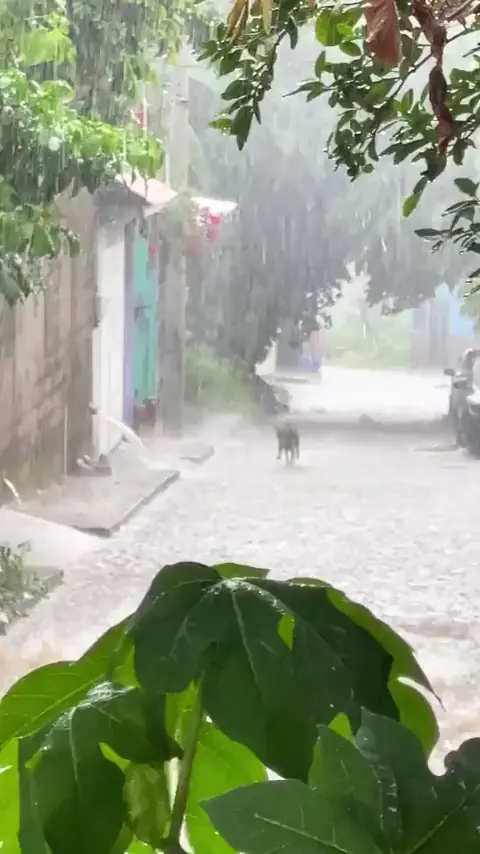 These days everyone is avoiding rain, forgotten how to enjoy rainfall like this cute doggies