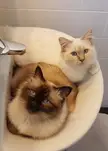 these two brothers love to sleep next to each other
