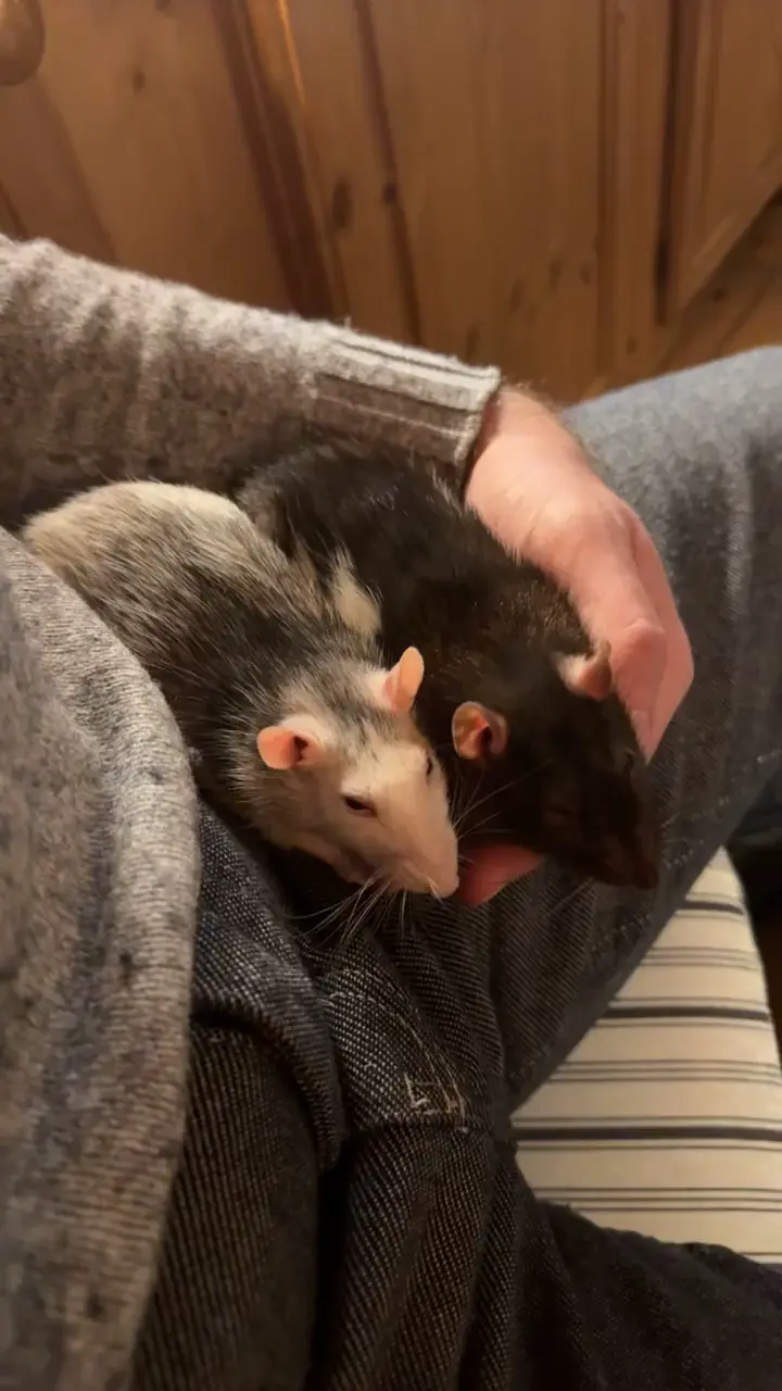 These two girlies love sleeping in my hand as of late